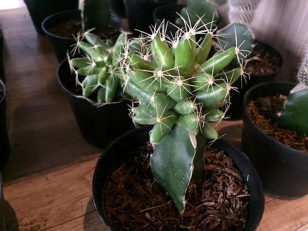 かわいい形と色の装飾的なサボテンの植物