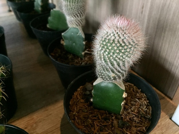 decorative cactus plants with cute shapes and colors