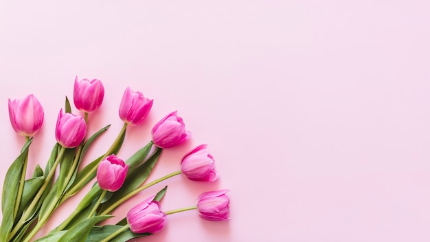 Decorative colorful tulip flowers on a background