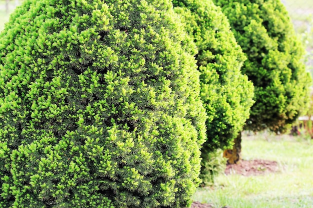 Foto albero decorativo di conifere sempreverde noto anche come skunk canadese