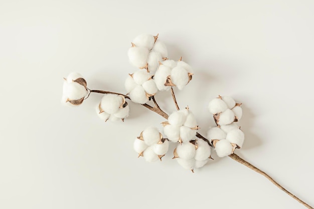 写真 上から見た白い背景に多くの白い芽を持つ装飾的な綿の枝