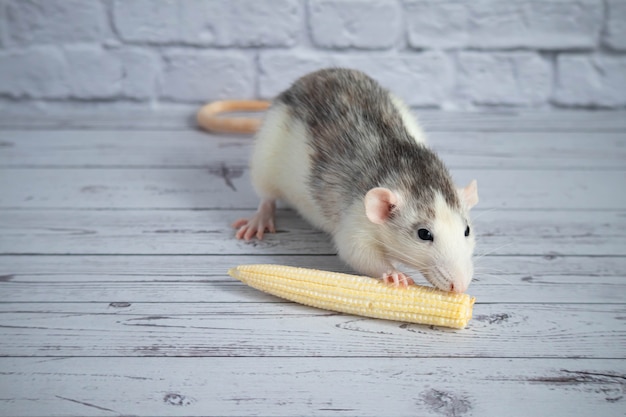 Фото Декоративная милая черно-белая крыса ест мини-кукурузу. грызун крупным планом.