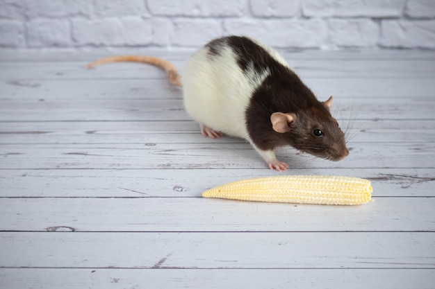 Photo decorative cute black and white rat eating mini corn. rodent close-up.