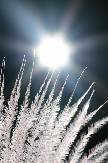 写真 光のある黒い背景の装飾的な乾燥した花