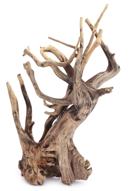 Decorative driftwood over white background