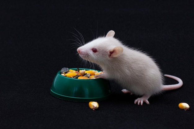 Decorative Dumbo rat sits and eats on black background, front view. Animal themes