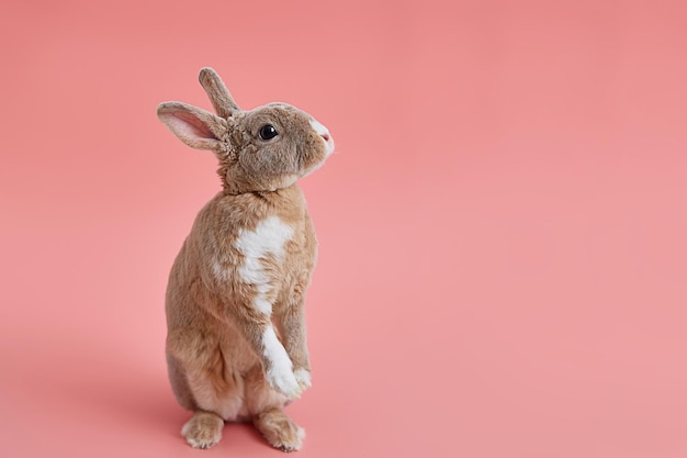 Photo decorative dwarf rabbit standing on a pink background greeting card for easter or children's birthday a sign for a pet store copy space