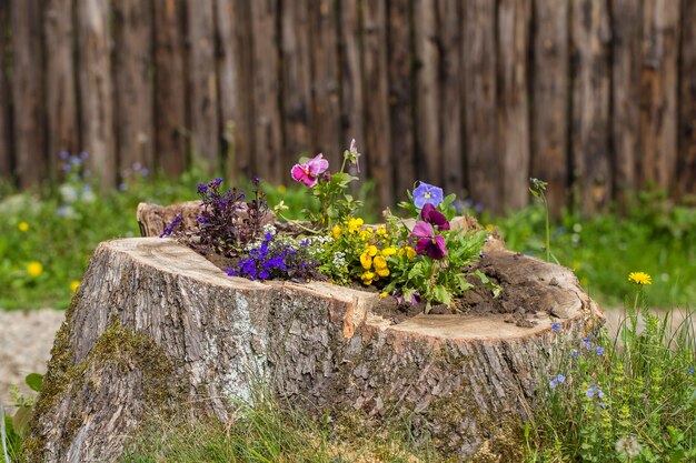 Decorative flower bed with flowers on the stump in the garden close up