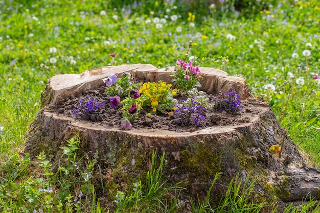 Decorative flower bed with flowers on the stump in the garden close up