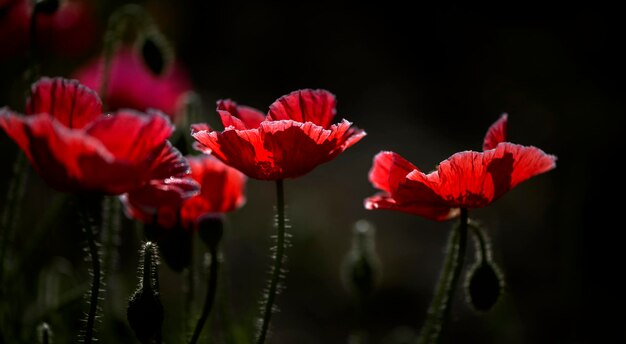 写真 飾り花、無臭。ムードを演出。庭に咲くポピー。もろく繊細な生き物