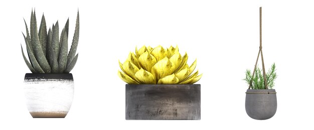 decorative flower in a pot isolated on white background 3D illustration cg render