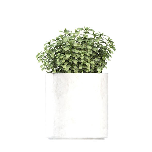 decorative flower in a pot isolated on white background 3d illustration cg render
