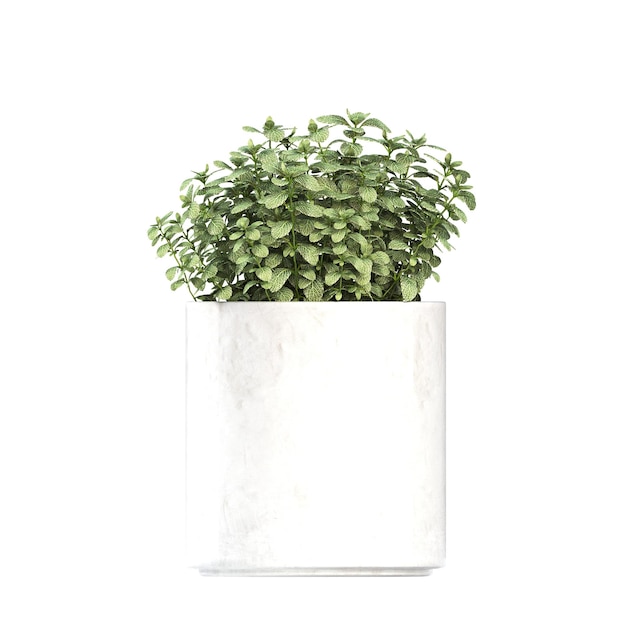 decorative flower in a pot isolated on white background 3D illustration cg render