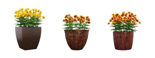 装飾的な花, 中に, a, 鍋, 隔離された, 白, 背景, ３ｄ, イラスト, cg, render
