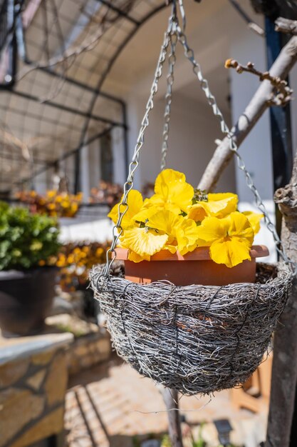 Decorative flower pots with spring flowers viola cornuta in vibrant yellow color