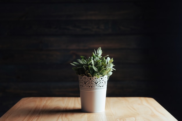 Decorative flower in white pot. 