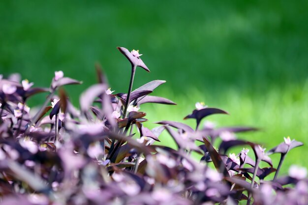 Decorative flowers on a green background