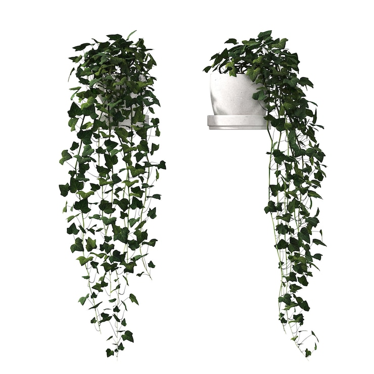 Photo decorative flowers and plants for the interior, isolated on white background, 3d illustration, cg re