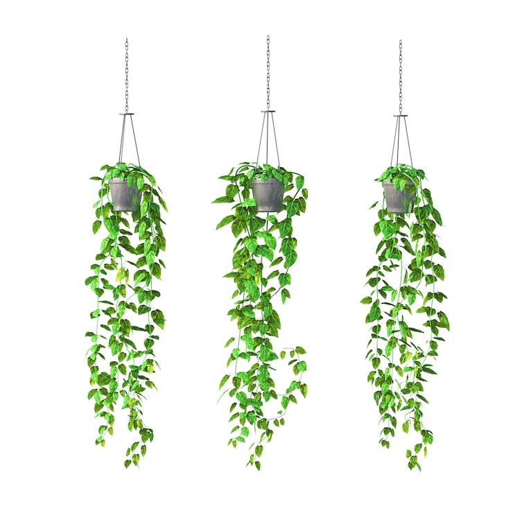 Photo decorative flowers and plants for the interior, isolated on white background, 3d illustration, cg re