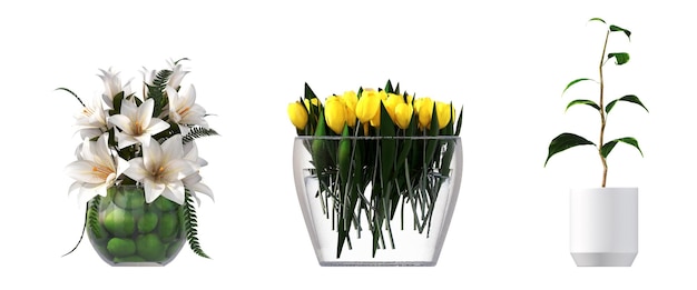 decorative flowers and plants for the interior, isolated on white background, 3D illustration