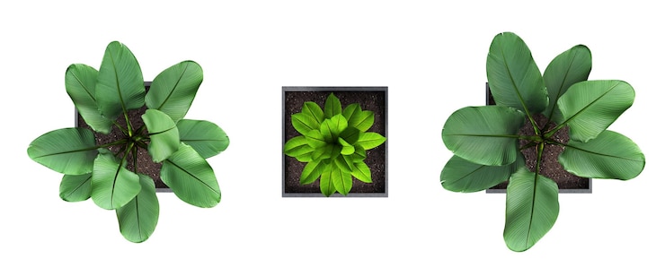 Photo 白い背景の 3 d illustrat に分離されたインテリア トップ ビューの装飾花や植物