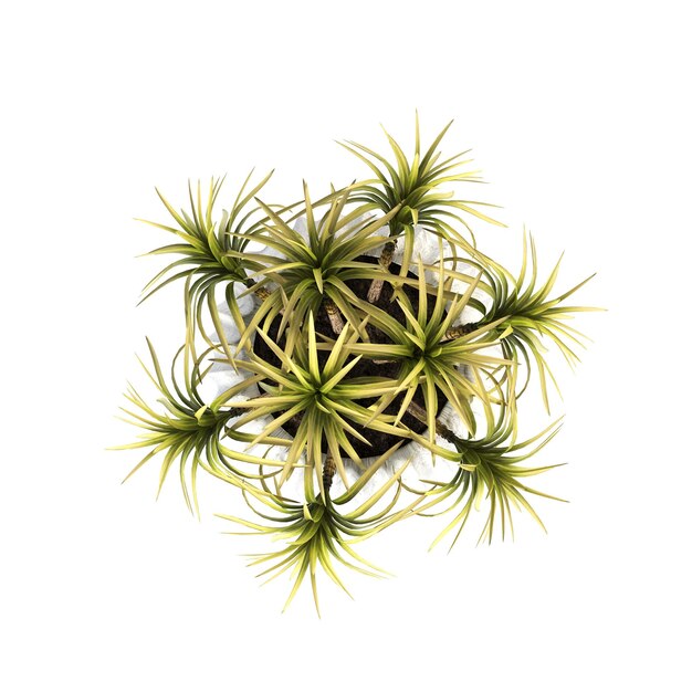 장식 꽃과 흰색 배경 3D illustrat에 고립 된 내부 평면도를위한 식물