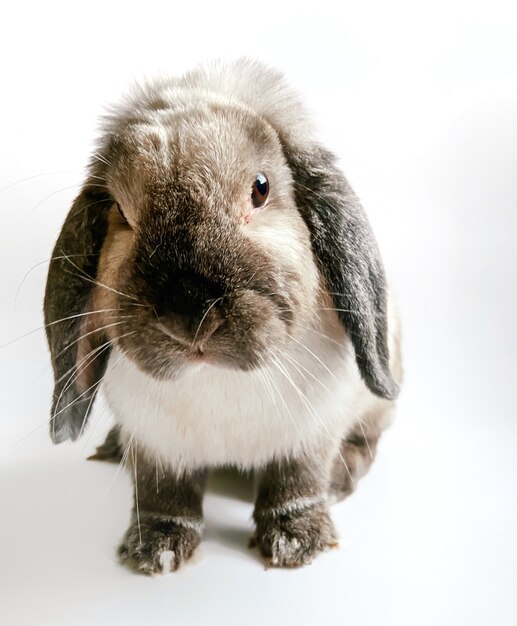 Decorative fold small rabbit sits on a white background. A perfect template for your zoo projects.