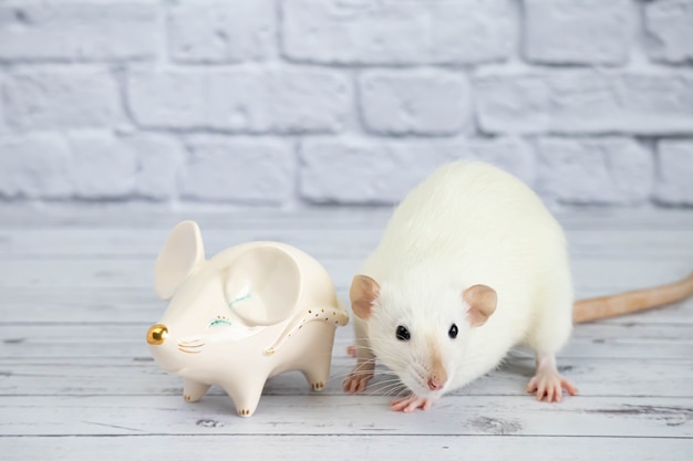 Декоративная забавная милая белая крыса стоит рядом с фарфоровой фигуркой в виде крысы с золотым носом.