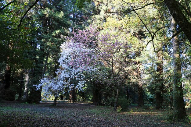 Giardino decorativo con grandi alberi di ciliegio in fiore fiori di ciliegio in alberi bianchi e rosa nel parco