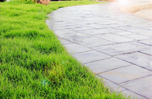 Decorative grass planted in the garden along the path