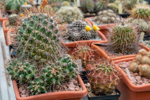 Decorative green cacti with sharp spines 