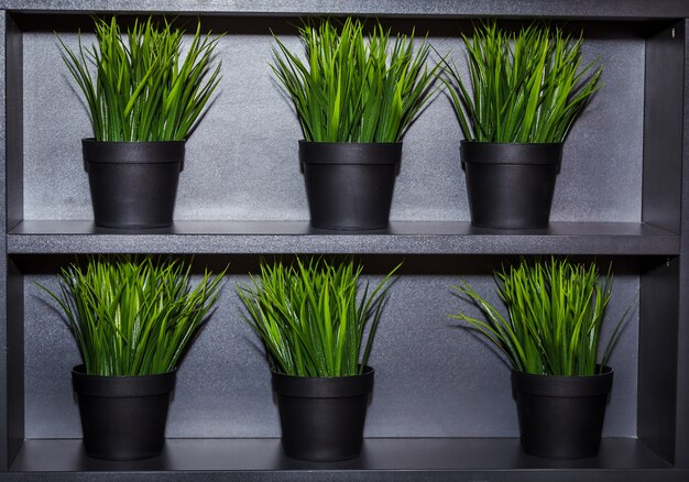 Decorative green grass in flowerpots on the shelves