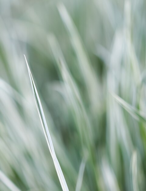 Decorative green and white grass arrhenatherum elatius bulbosum variegatum soft focus natural