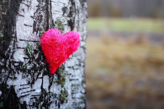 Decorative heart on birch tree bark.