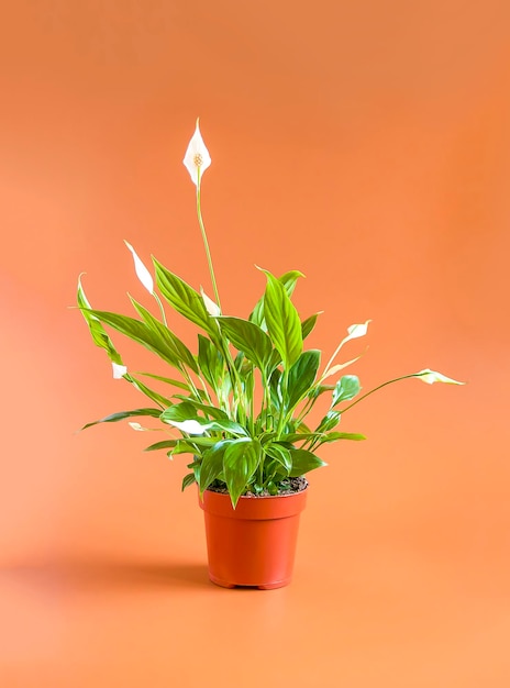 Decorative house plant in a pot