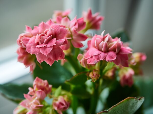 装飾的なカランコエの花