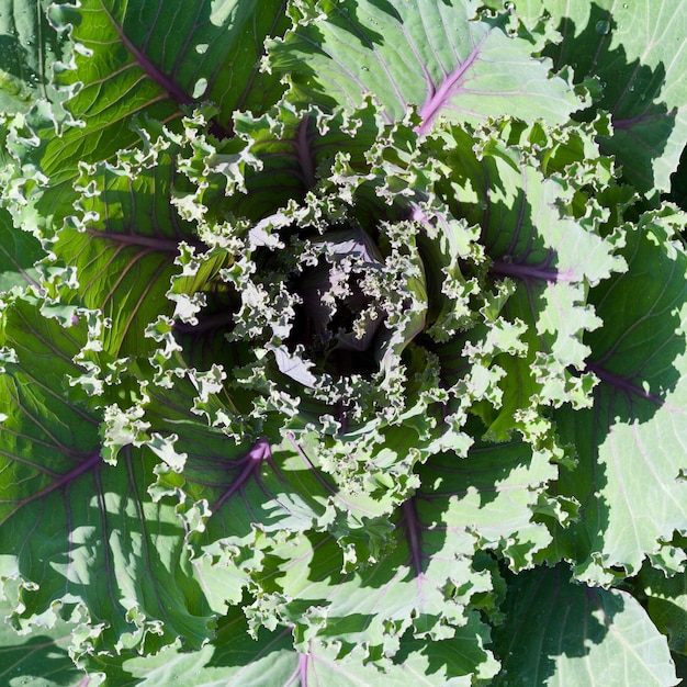 Photo decorative kale