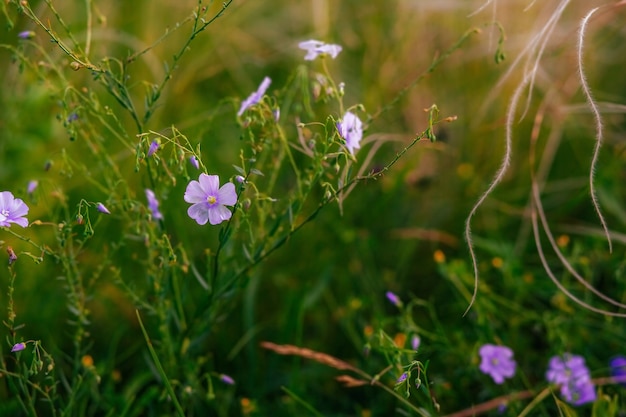 장식용 큰 꽃이 만발한 장기 아마 Linum perenne