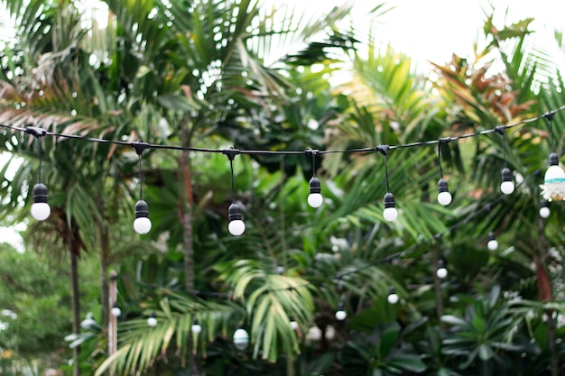 Decorative lights or ping-pong bulbs, which are arranged between the trees