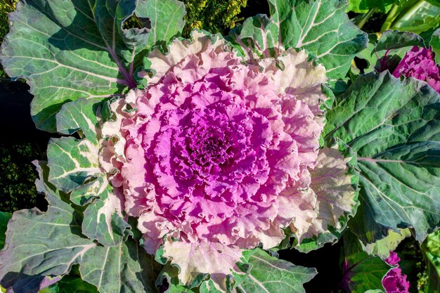 Decorative lilaccolored cabbage flowering ornamental plant in the form of cabbage