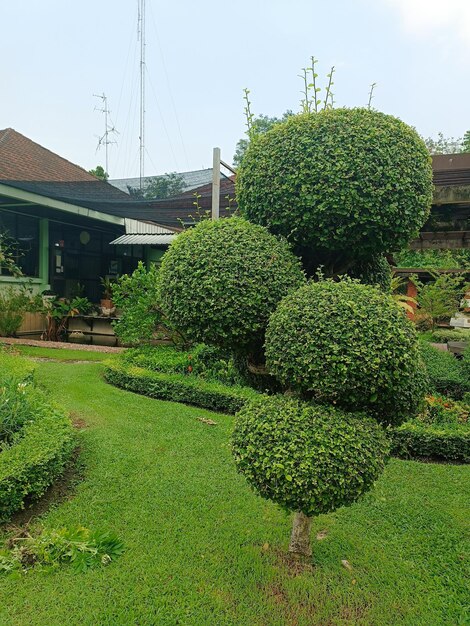 Photo decorative niwaki tree in the garden beautiful formation of branches and foliage landscape design