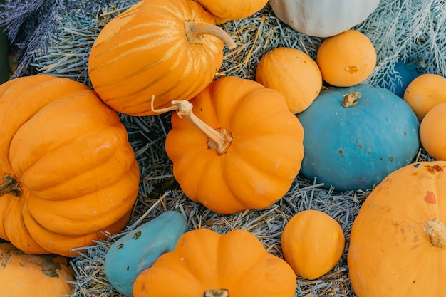 装飾的なオレンジとブルーのカボチャの屋外の花と屋外のハロウィーンの装飾