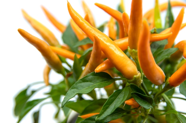 Decorative orange Chili peppers in a flower pot 