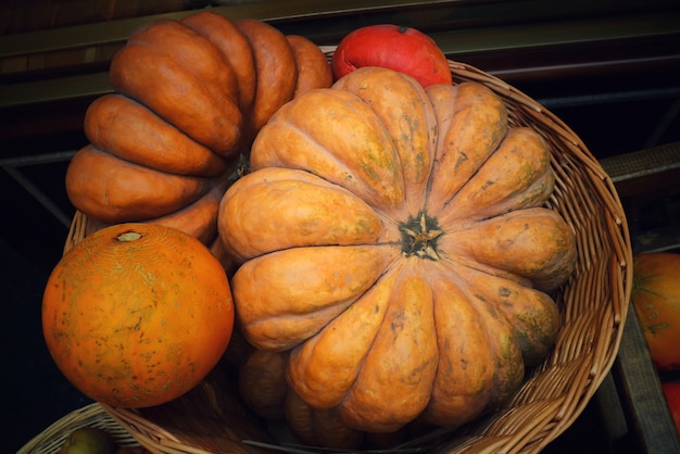 Decorative orange pumpkins on display in Halloween. 