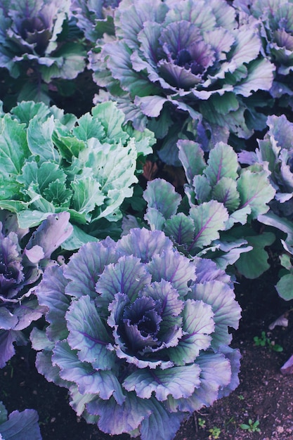 Decorative or ornamental cabbage in blossom background