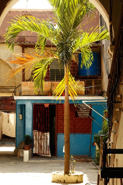 ハバナ市のスラム街の装飾的なヤシの木