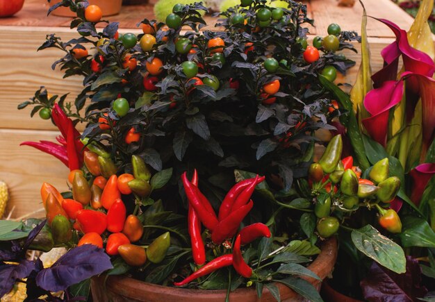 Decorative pepper on autumnal seasonal farmers market selective focus