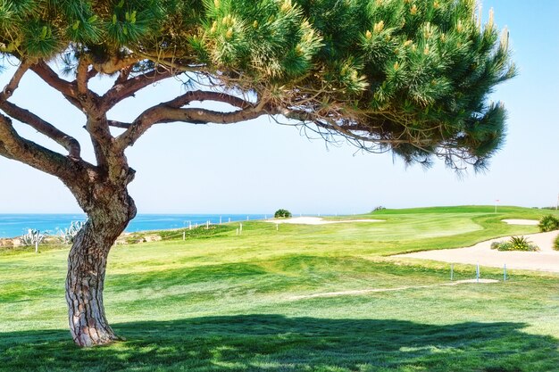 Decorative pine tree on a golf course near the sea.