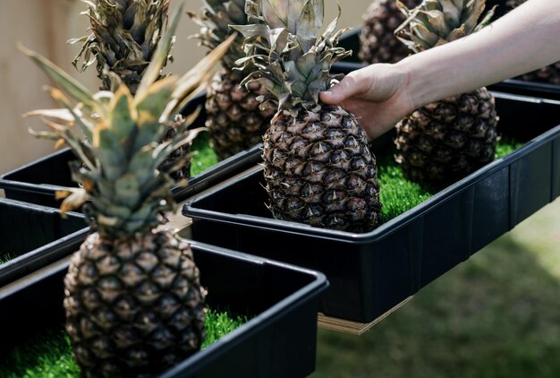 Decorative pineapple pot