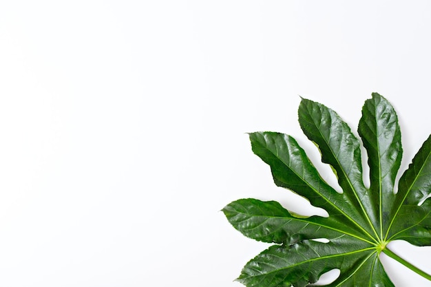 Decorative plant background top view aralia leaf on white